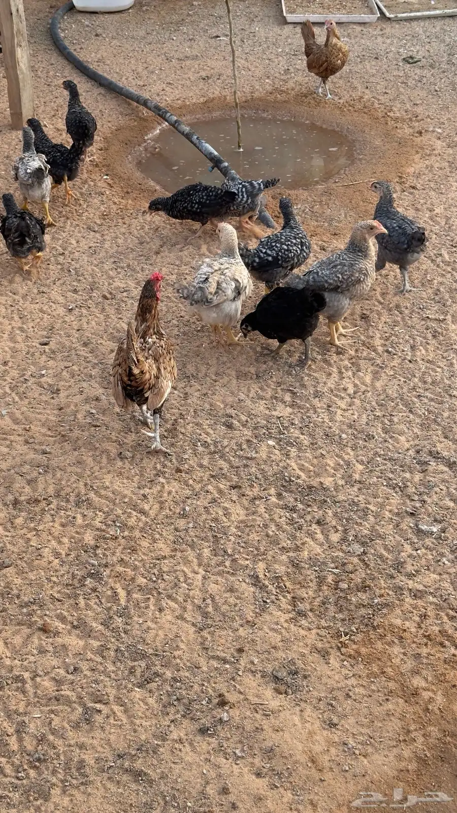 فروخ دجاج تركي 1