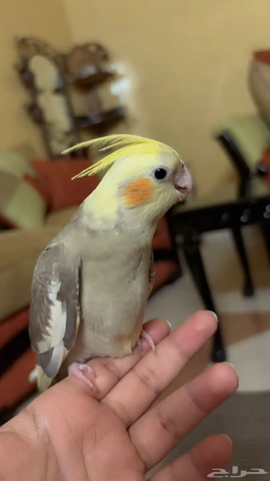 كروان روز كنيور 1
