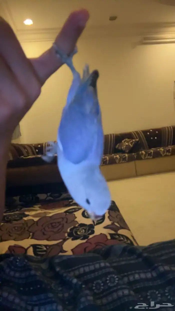 طير روز 5