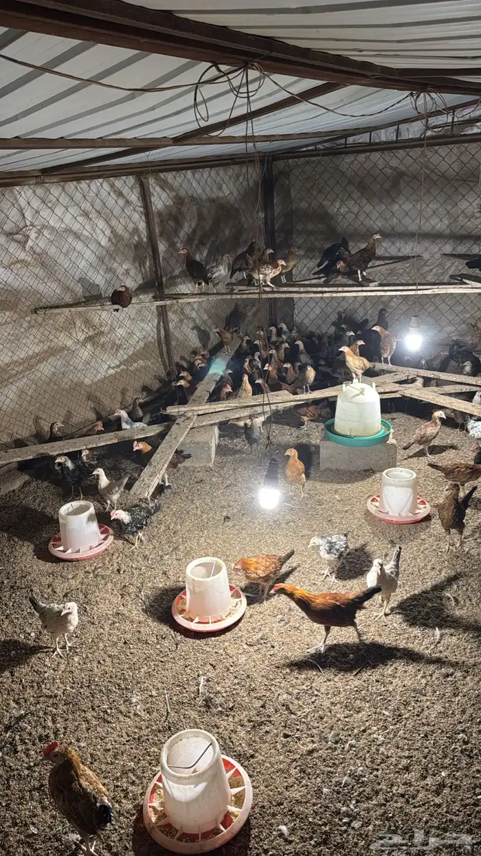 صيصان بلدي وفرنسي العمر شهرين 1