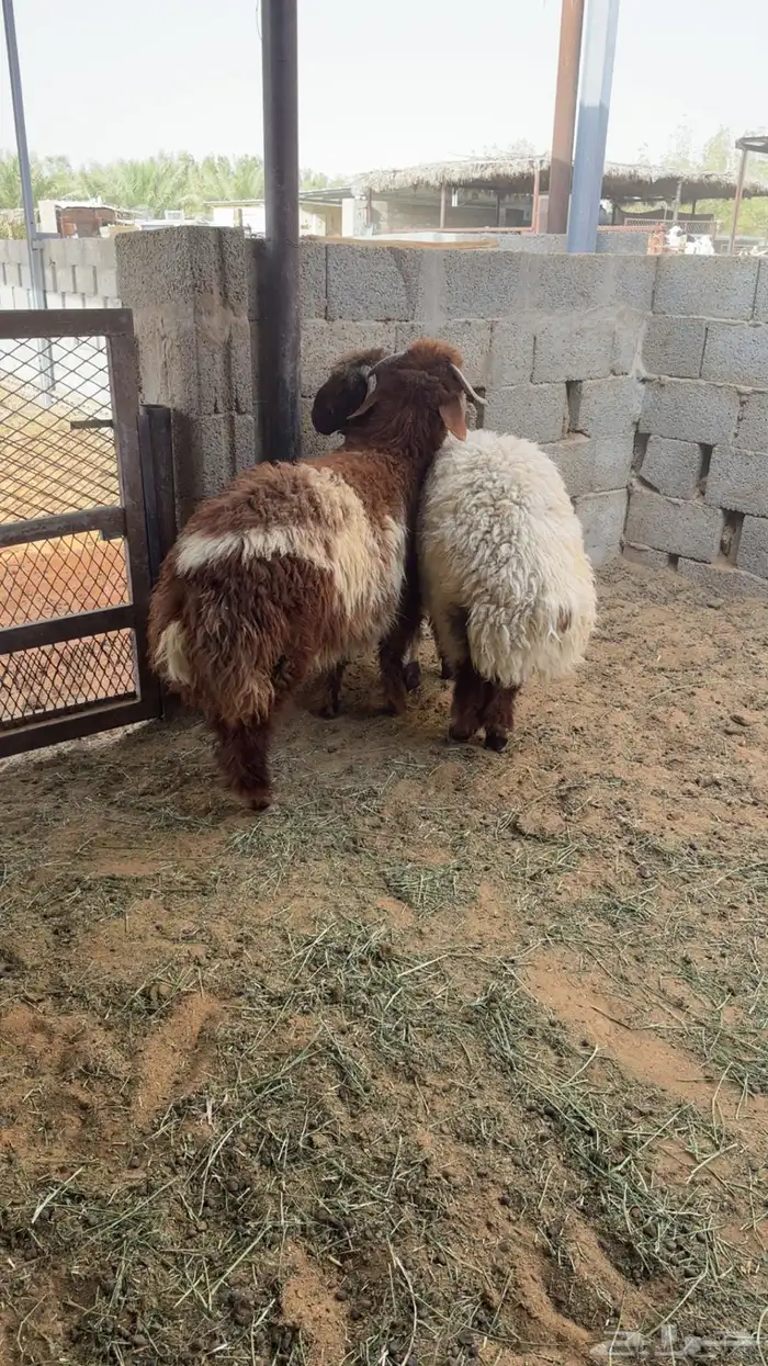 طليان 2
