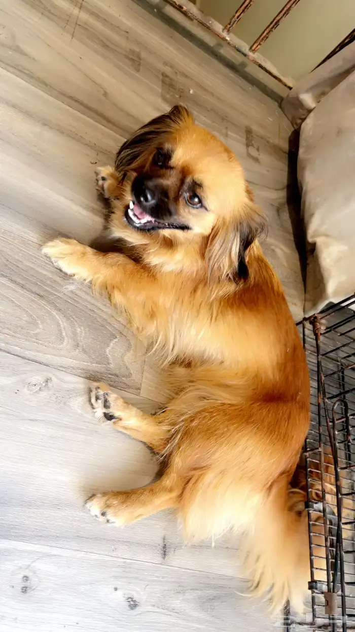 شيرينين براون 0