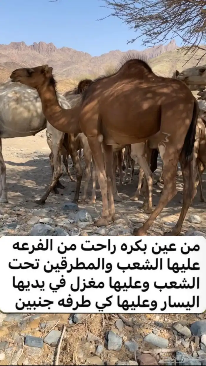 بكره 0