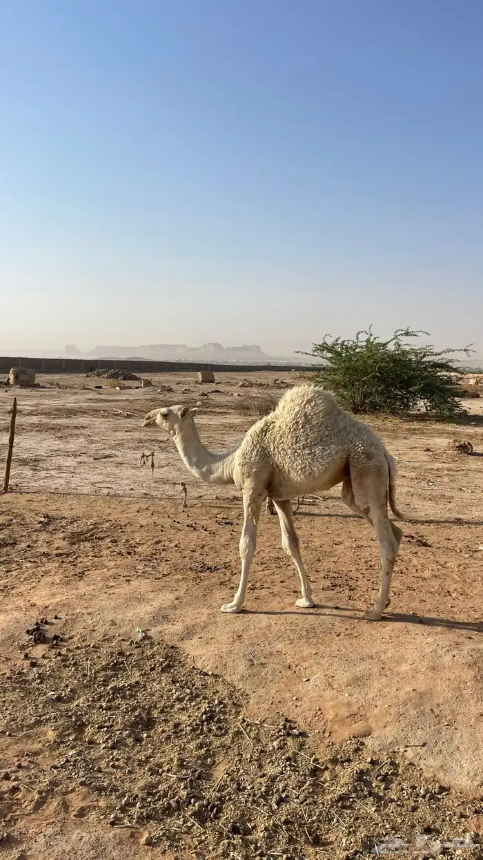 ناقة وضحى تحتها بكرة (تم البيع) 17