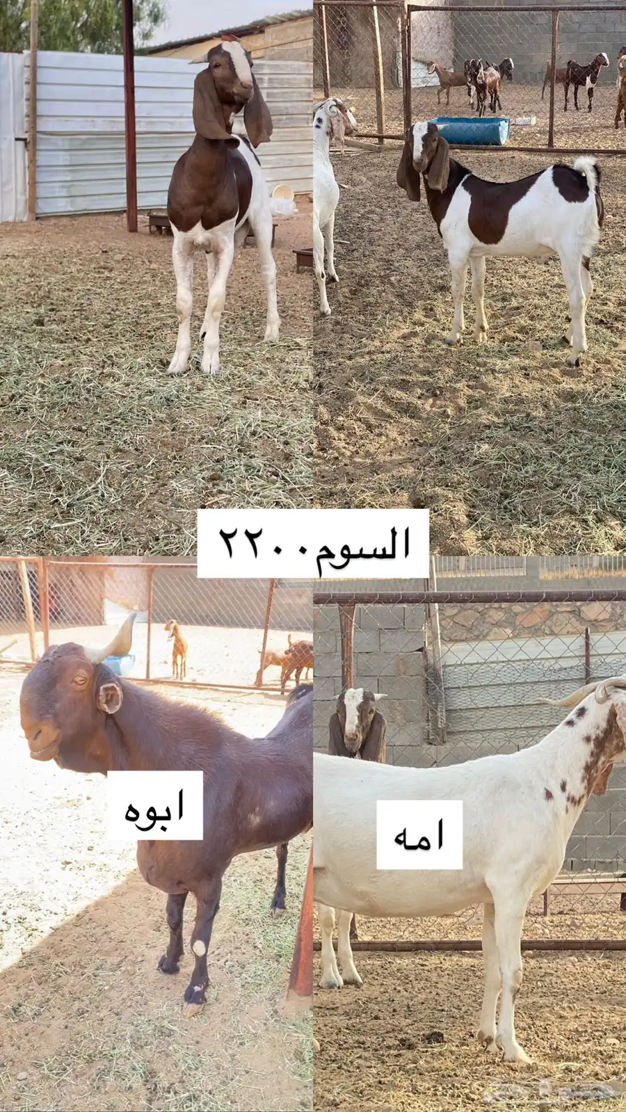 تيوس 1