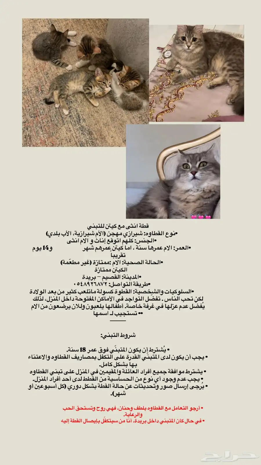 قطط 2
