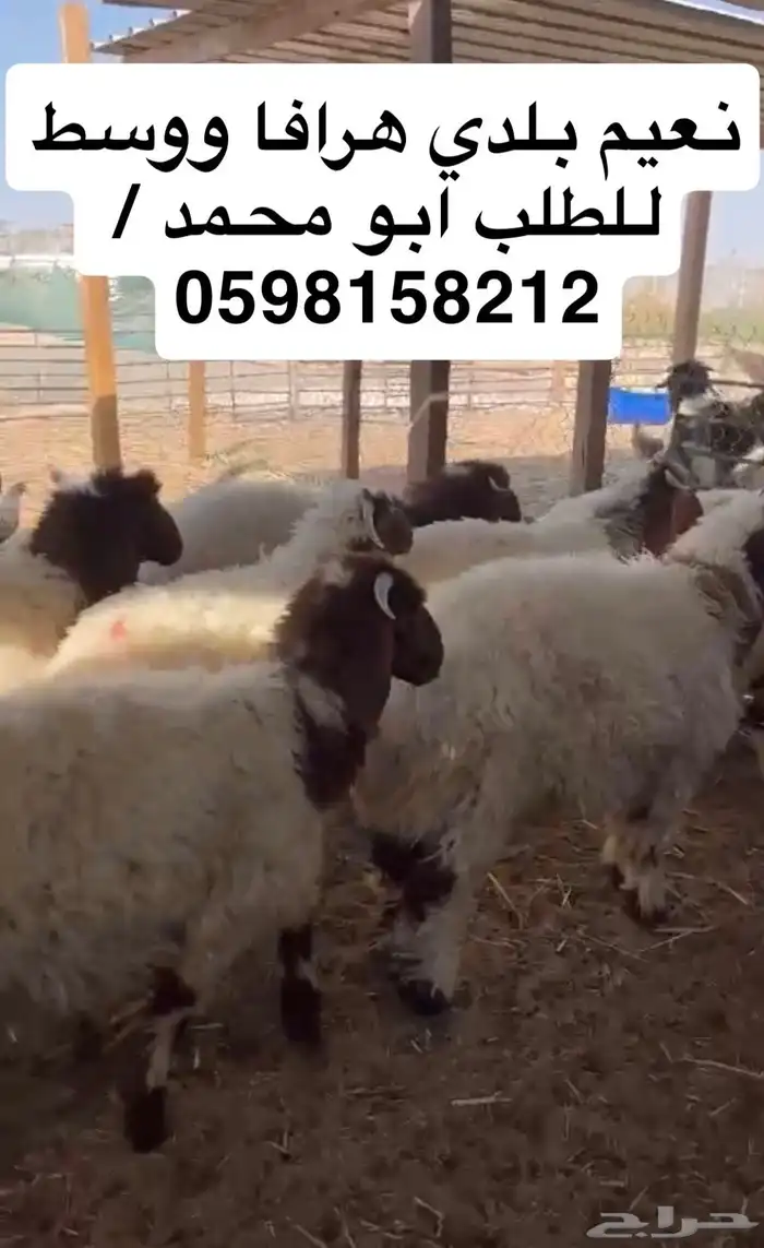 ذبايح نعيم حريات تيوس موقعنا الدمام الظهران 1