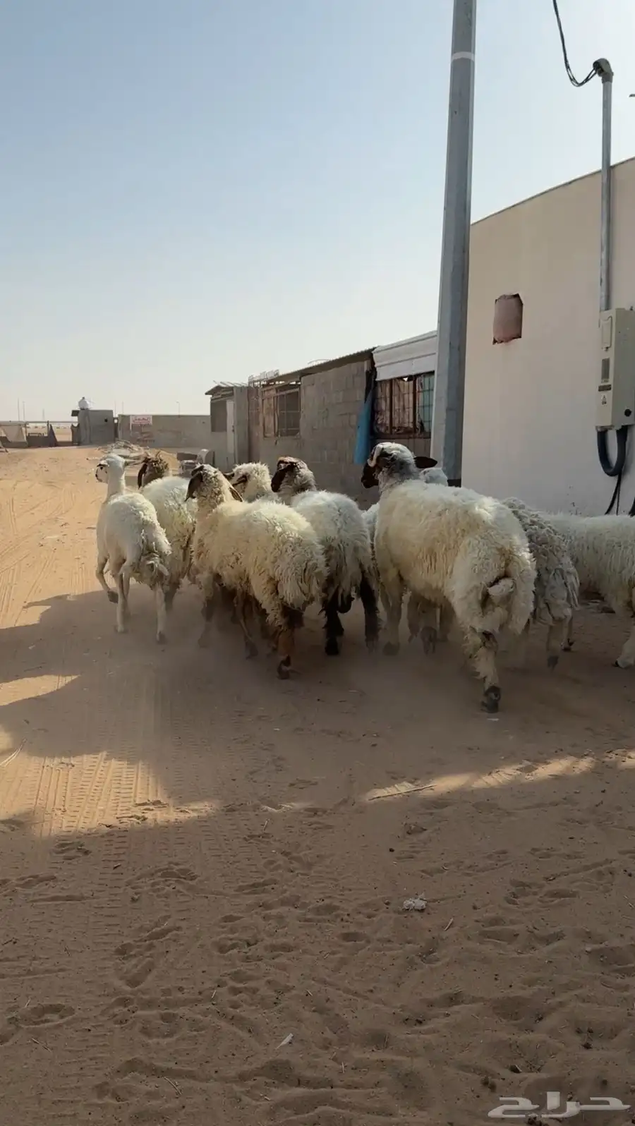 مراح غنم نعيم ومعها حريه 4