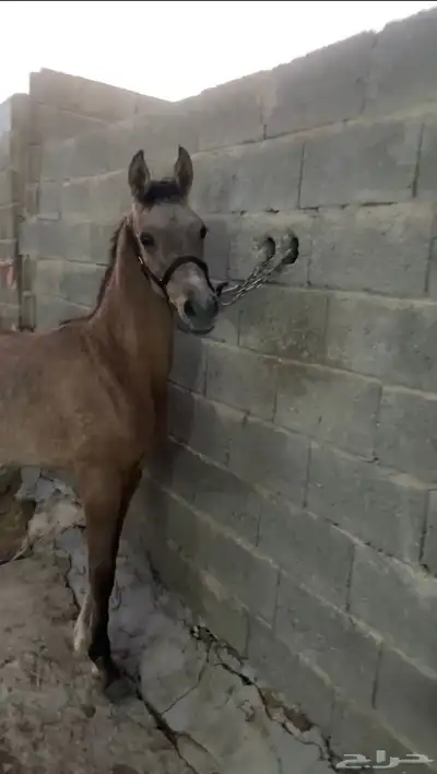 مهر مكس كفو جدا جدا 0