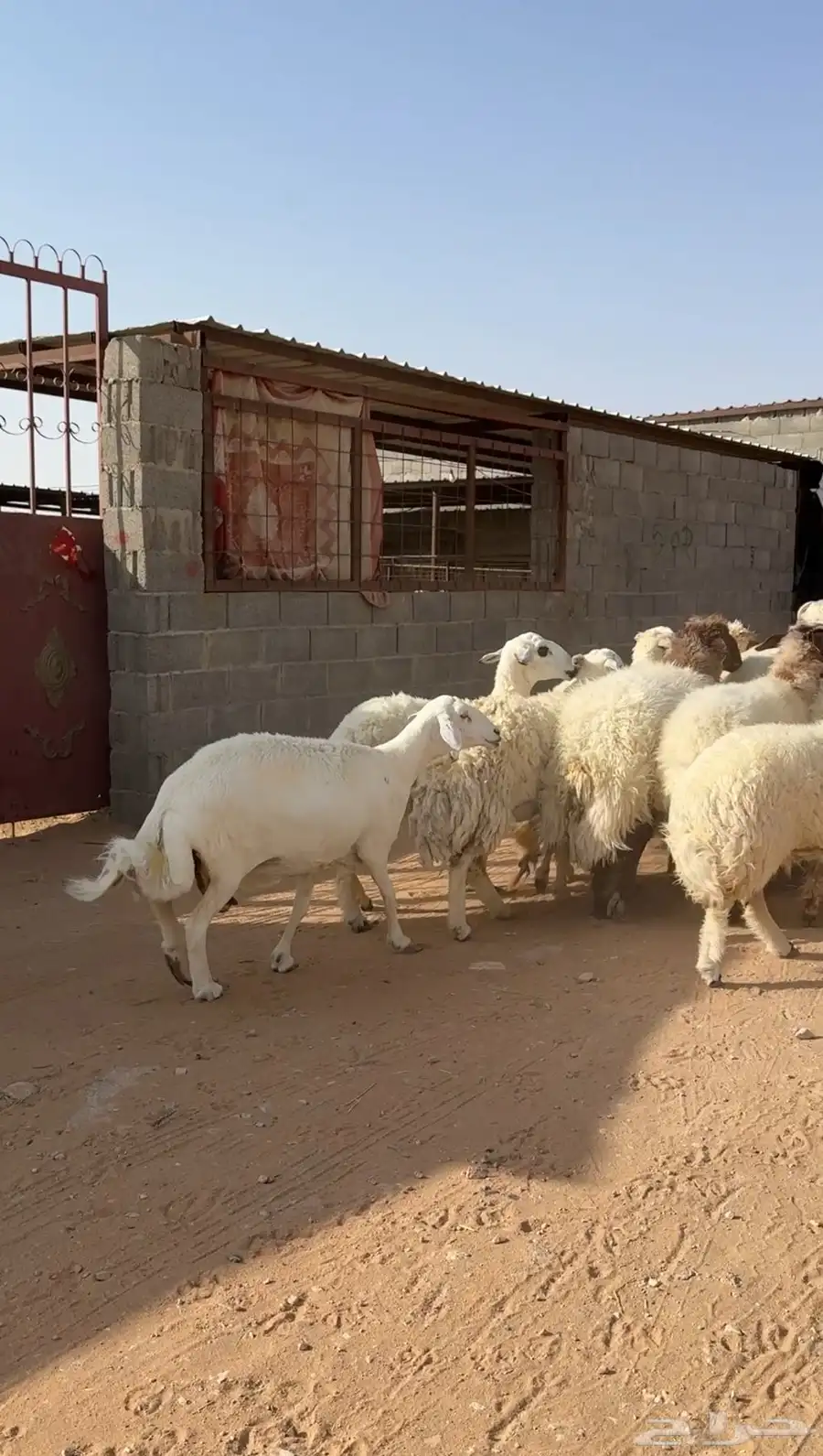 مراح غنم نعيم ومعها حريه 5