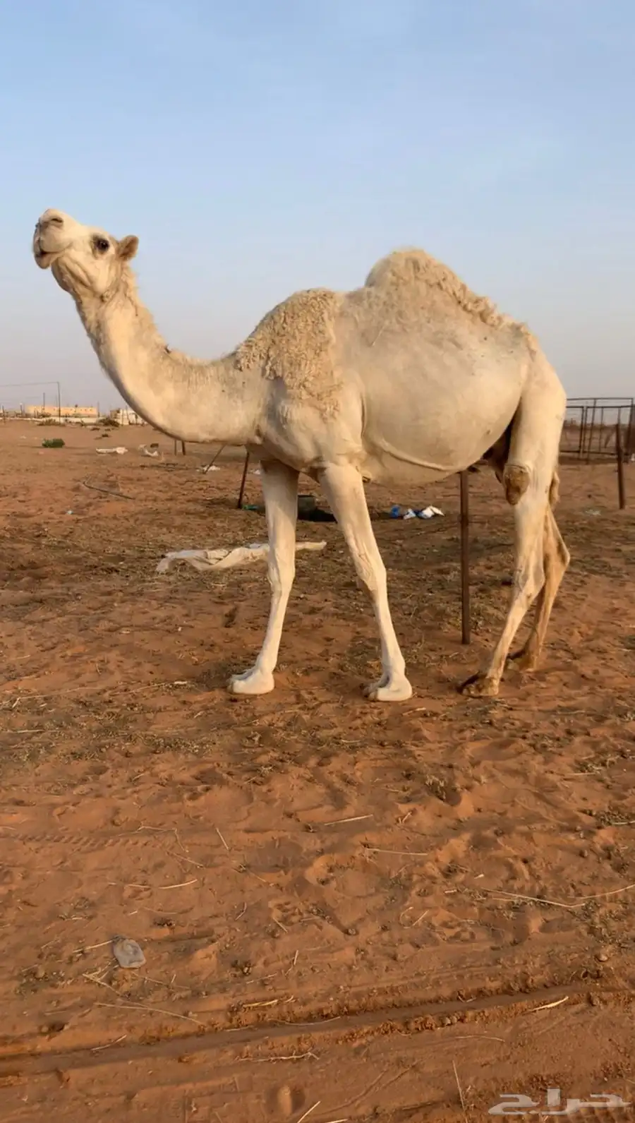ناقه 1