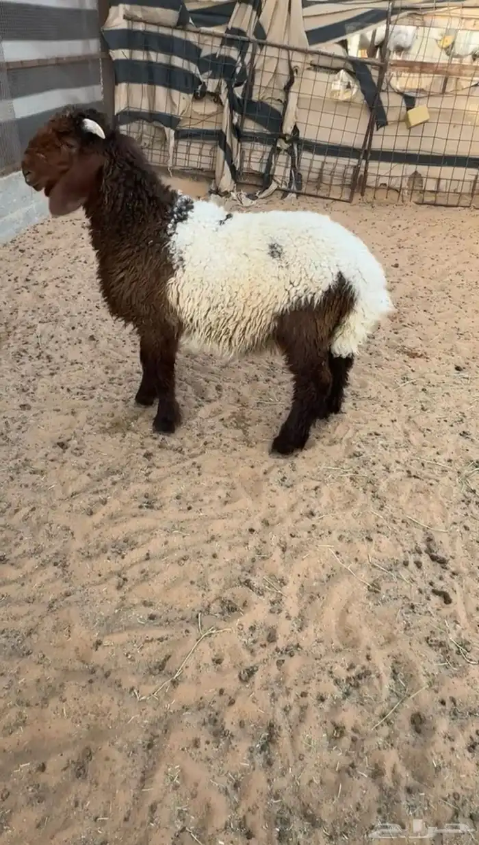 خروف نعيمي صنف ( تم البيع ) 0