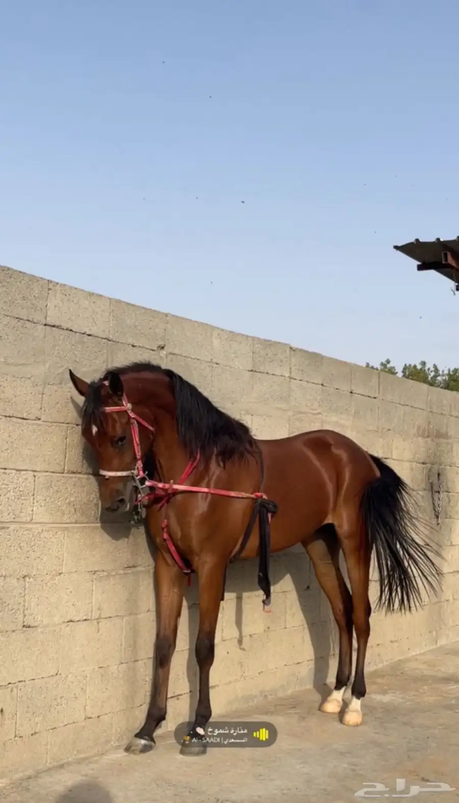 مهره شعبيه معسوفه 3