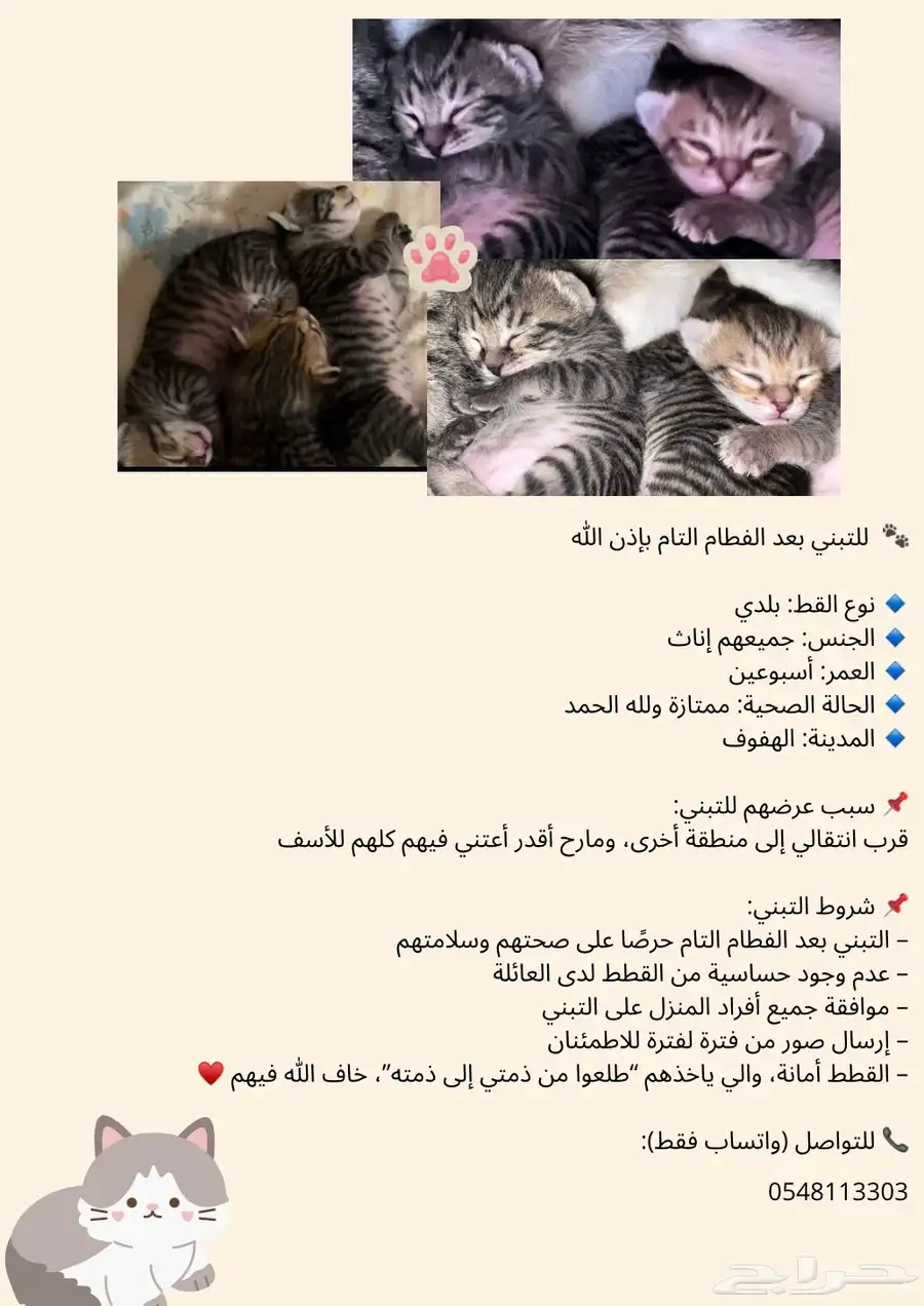 قطط للتبني 0