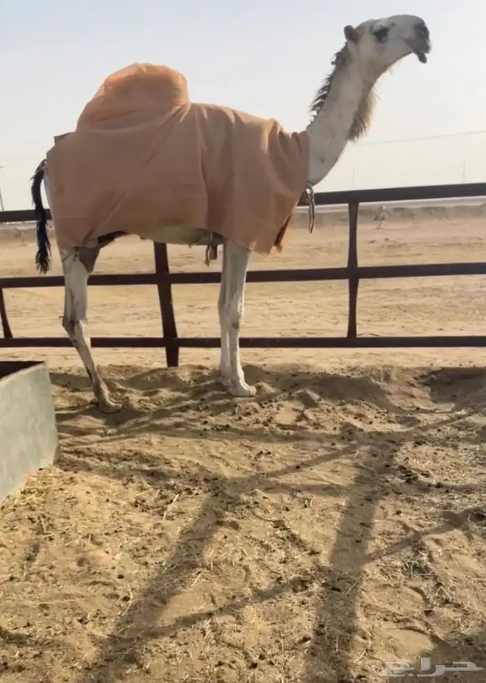 الباتلي 0