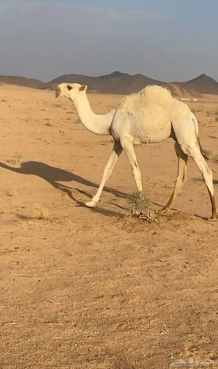 قعود اوضح 1