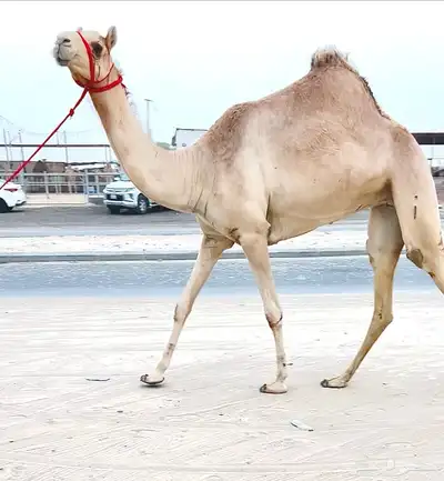 مهجنه لقيه اصيل 0