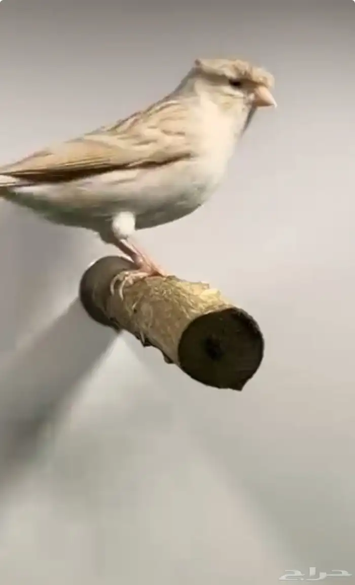 ذكر كناري ايزابيل كرست( تم البيع ) 0