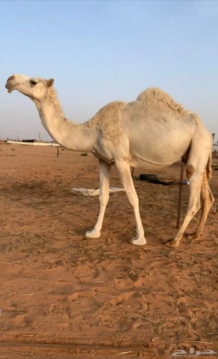 ناقه 0