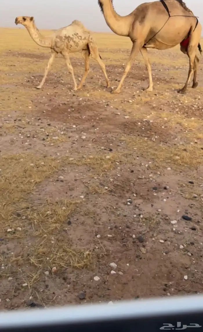 قعود حيسوني فحل نادر 0