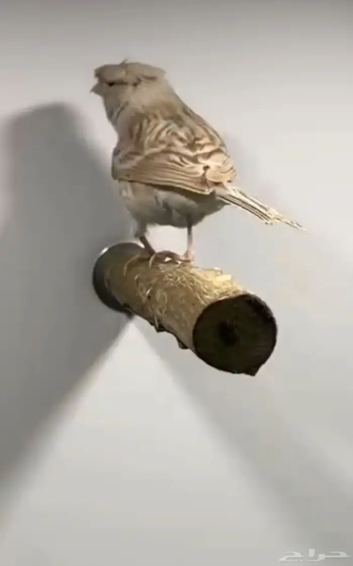 ذكر كناري ايزابيل كرست( تم البيع ) 1