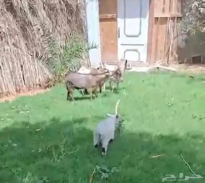 عنز تشيكيه معها تيسين وحفره 1