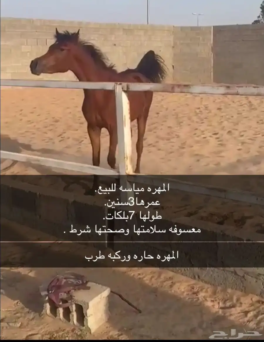 مهره شعبيه معسوفه 0