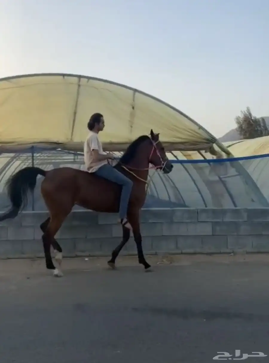 مهره شعبيه معسوفه 1