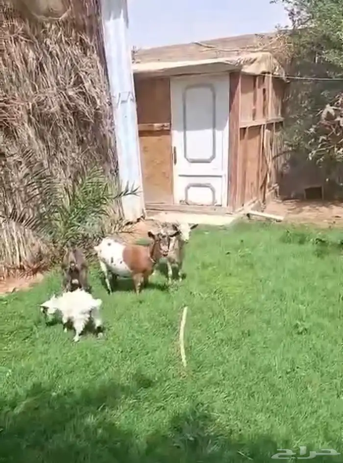 عنز قزميه تشيكيه 0