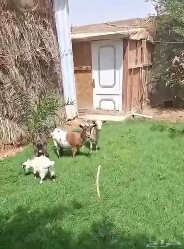 عنز تشيكيه معها تيسين وحفره 3