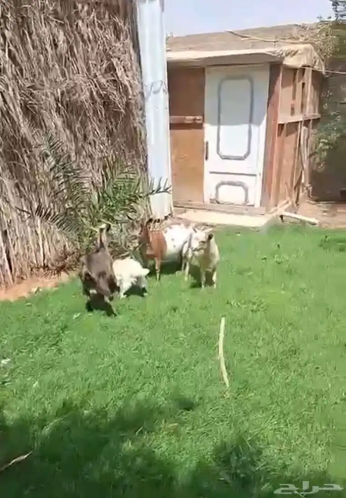 عنز تشيكيه معها تيسين وحفره 5
