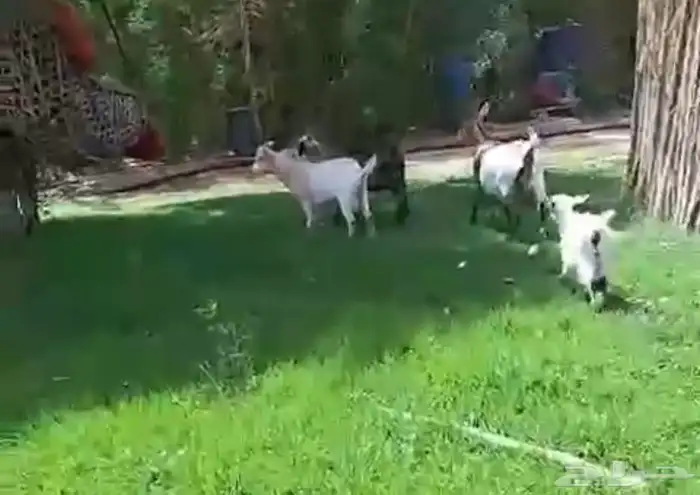 عنز تشيكيه معها تيسين وحفره 6