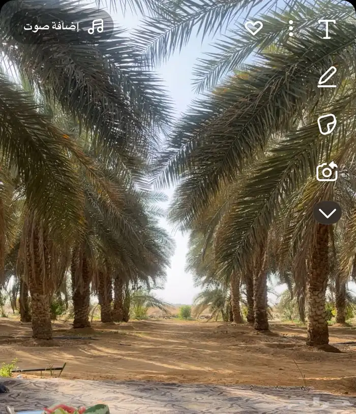 للبيع ثمر النخل في روسه 0