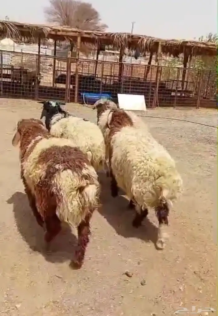 للبيع طليان نعيم 2