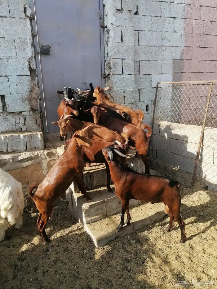 ذبايح طليان وتيوس حلال بر ونضيف معى امكانيه الذبح والتوصيل 3