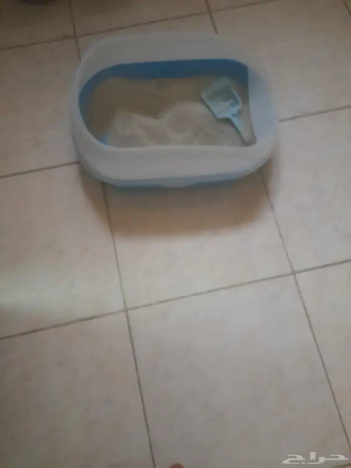 قطة شيرازي أليفة 4
