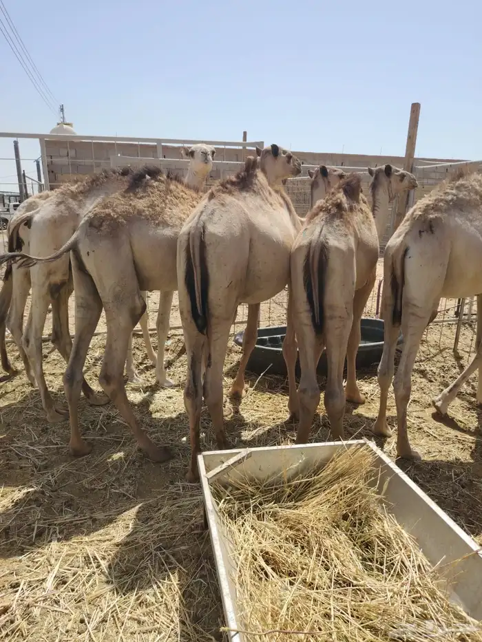 قعدان صومالي تربيه سواكن تربيه تيوس وبرابر صومالي تربيه 2