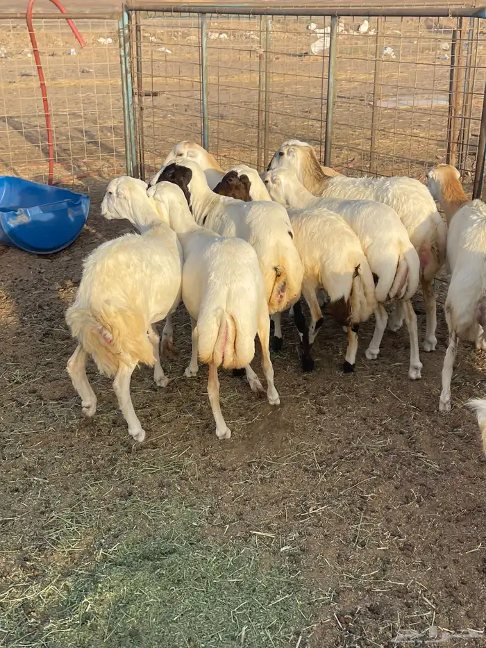 10 رخال جذعات السعر 1200 2