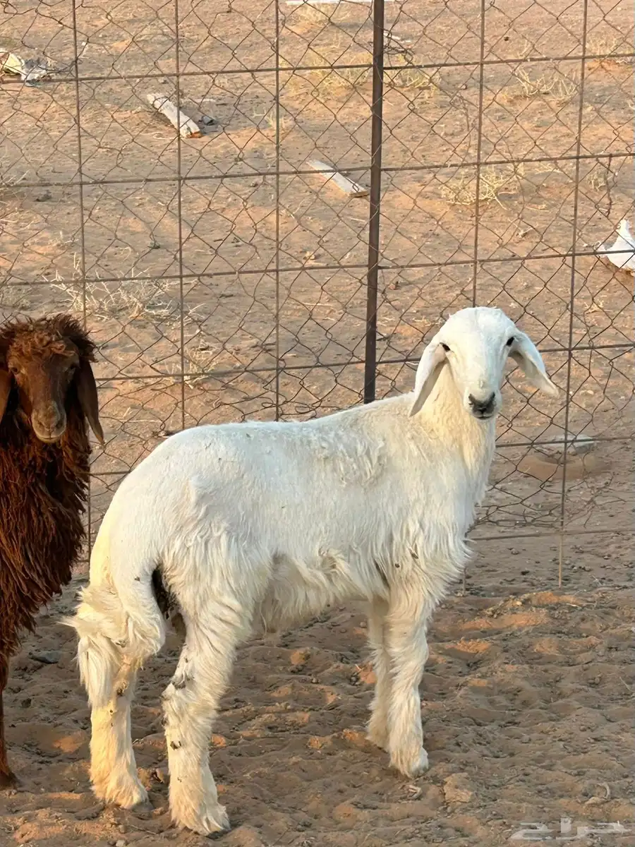 خروف حري 3