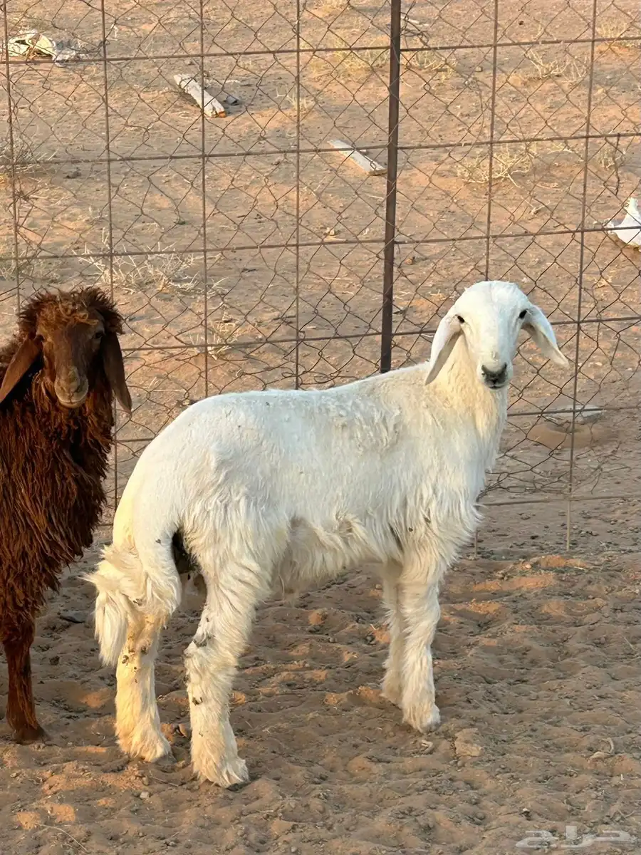 خروف حري 1