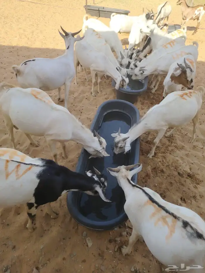 قعدان صومالي تربيه سواكن تربيه تيوس وبرابر صومالي تربيه 1