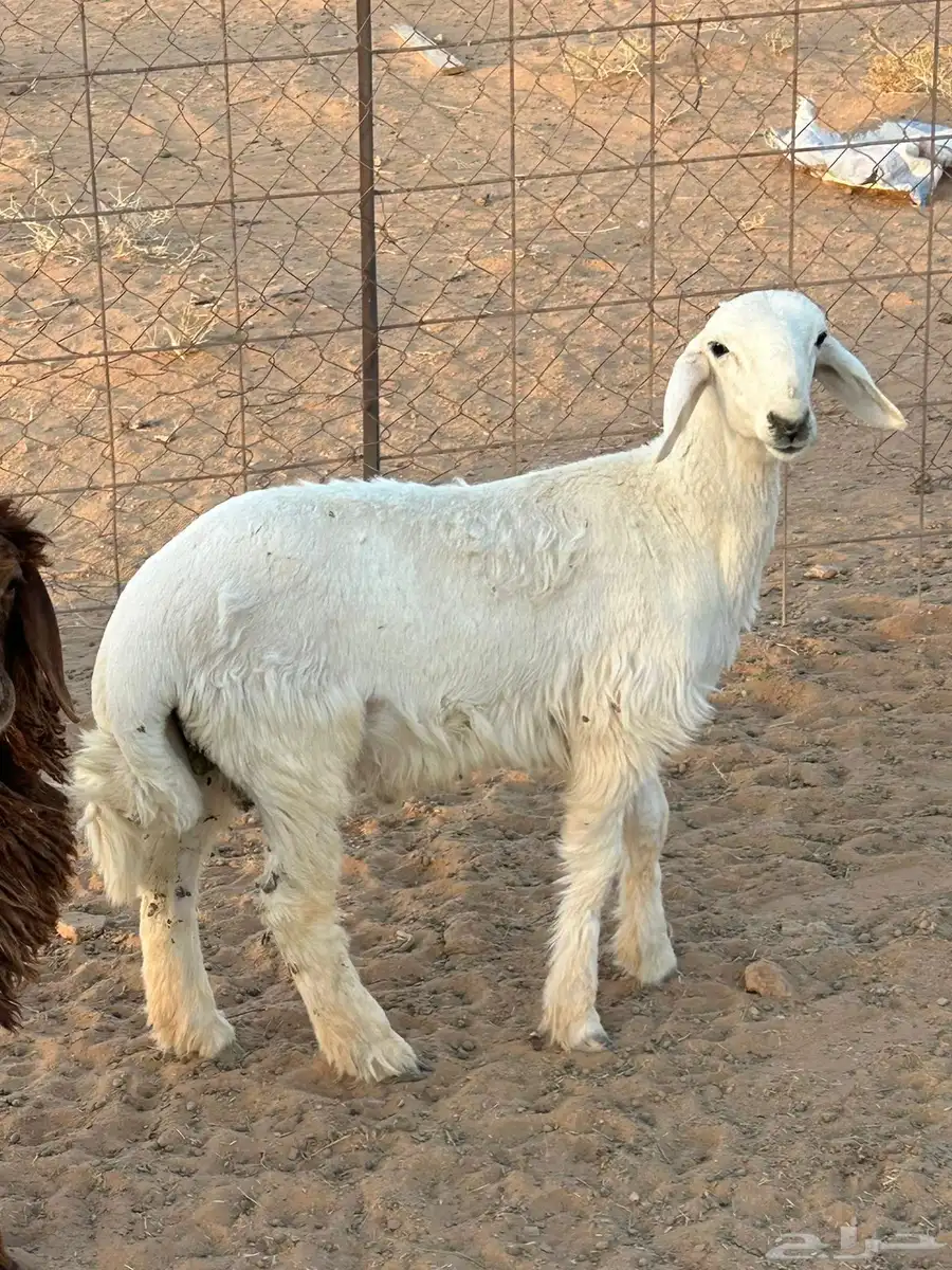 خروف حري 0
