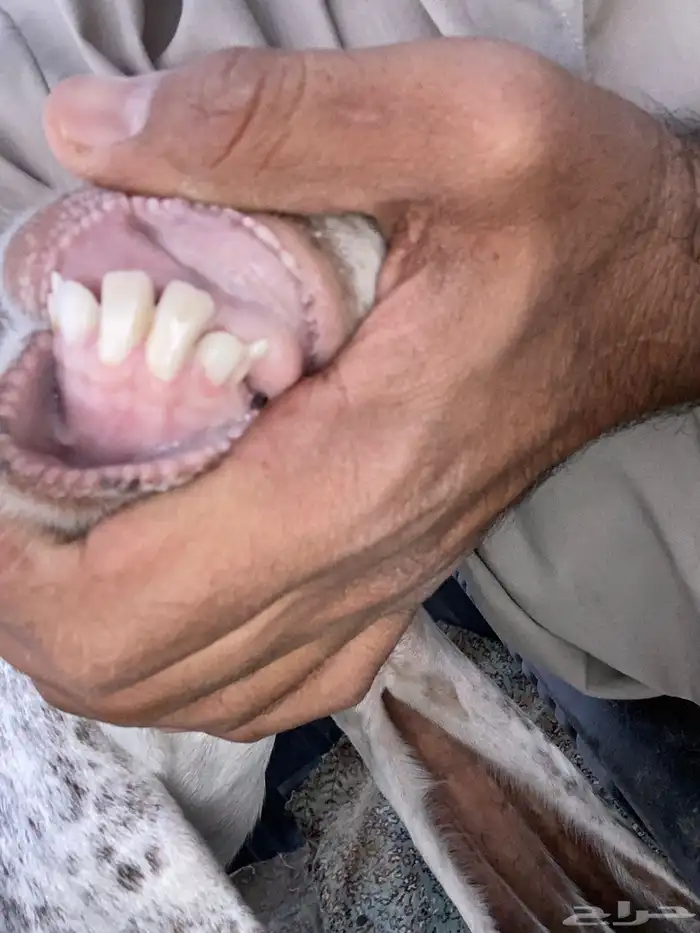 عنز حايل 0