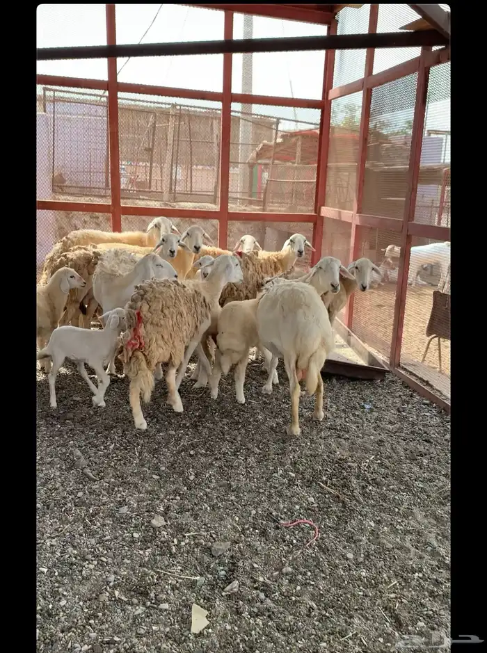 غنم ضان مقاني ولد 2