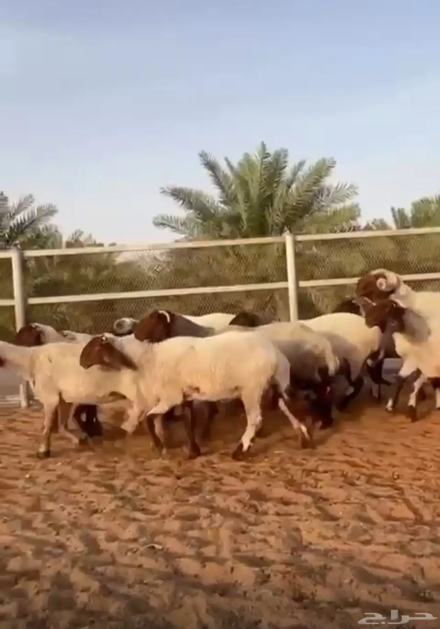 مرااح نعييم صنفف ( تم البيع ) 1