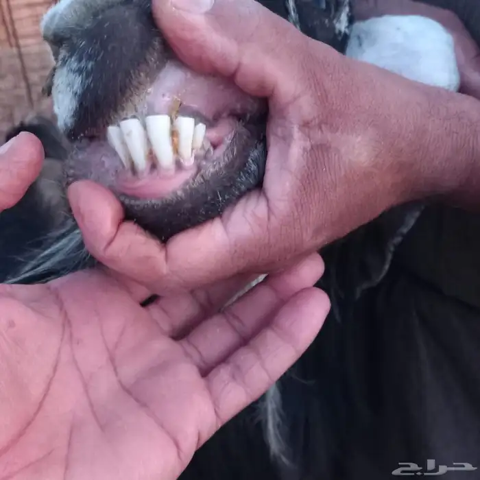 للبيع تيس عارضي صنف 2