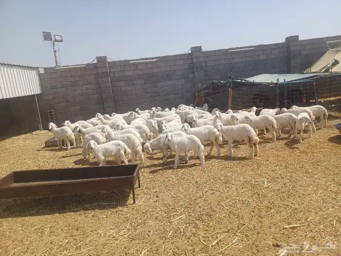 بهم وطليان تربيه ذبايح للمناسبات والزواجات 3