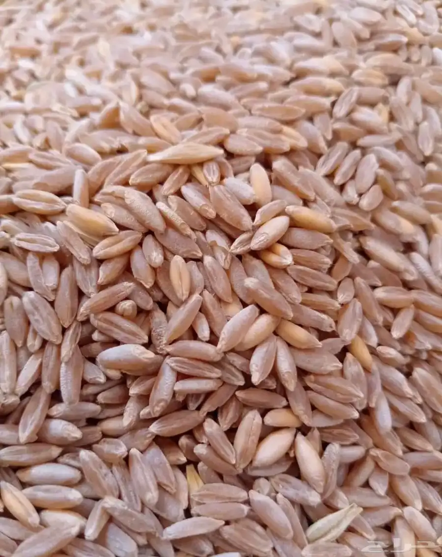 حب بر 0