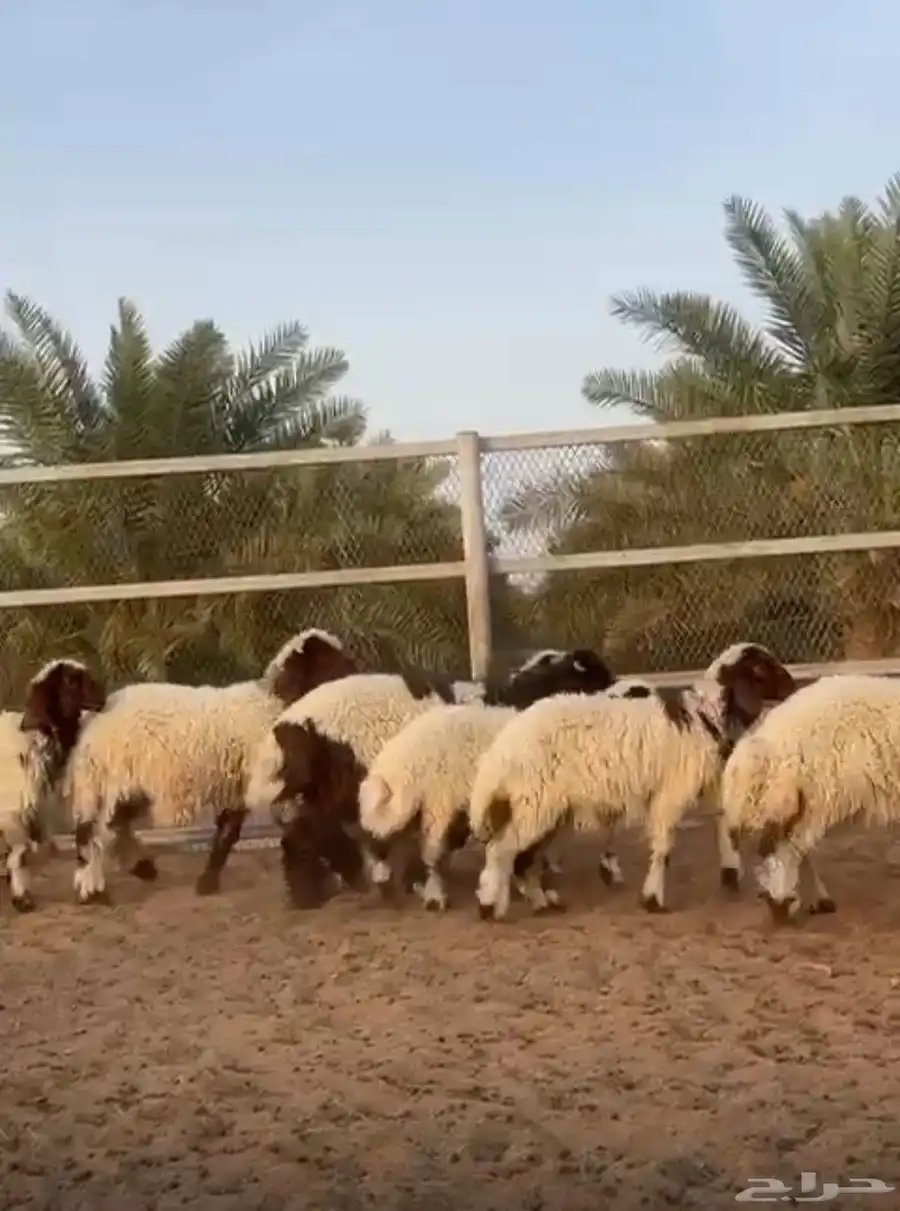 مرااح نعييم صنفف ( تم البيع ) 0