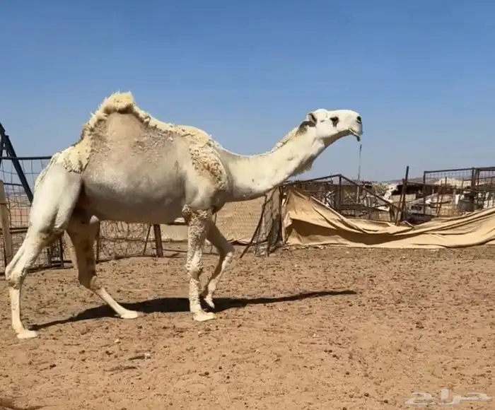 فحل اوضح منتج 3